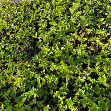 Wadelia trilobata - Creeping daisy